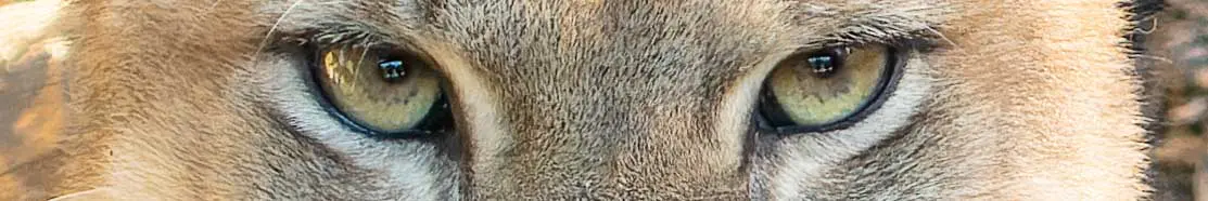 Intense close-up of piercing green-gold puma eyes with distinctive facial markings, banner image for wildlife photography gallery