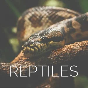 Spotted snake on bark with REPTILES text - access to reptile and amphibian photo library