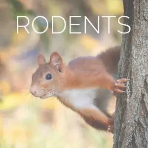 Red squirrel on tree trunk with RODENTS text - access to royalty-free rodent photography gallery