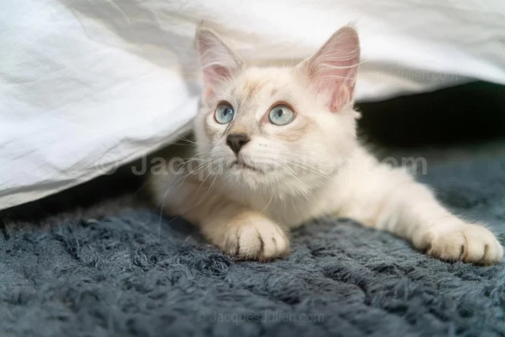 Chaton Sibérien Blanc