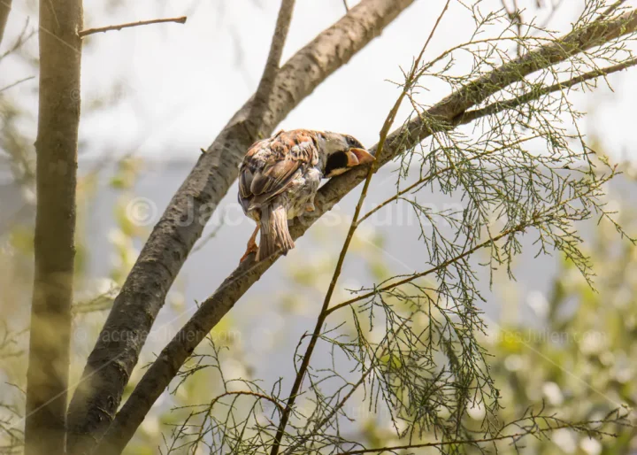 Moineau souffrant de la canicule
