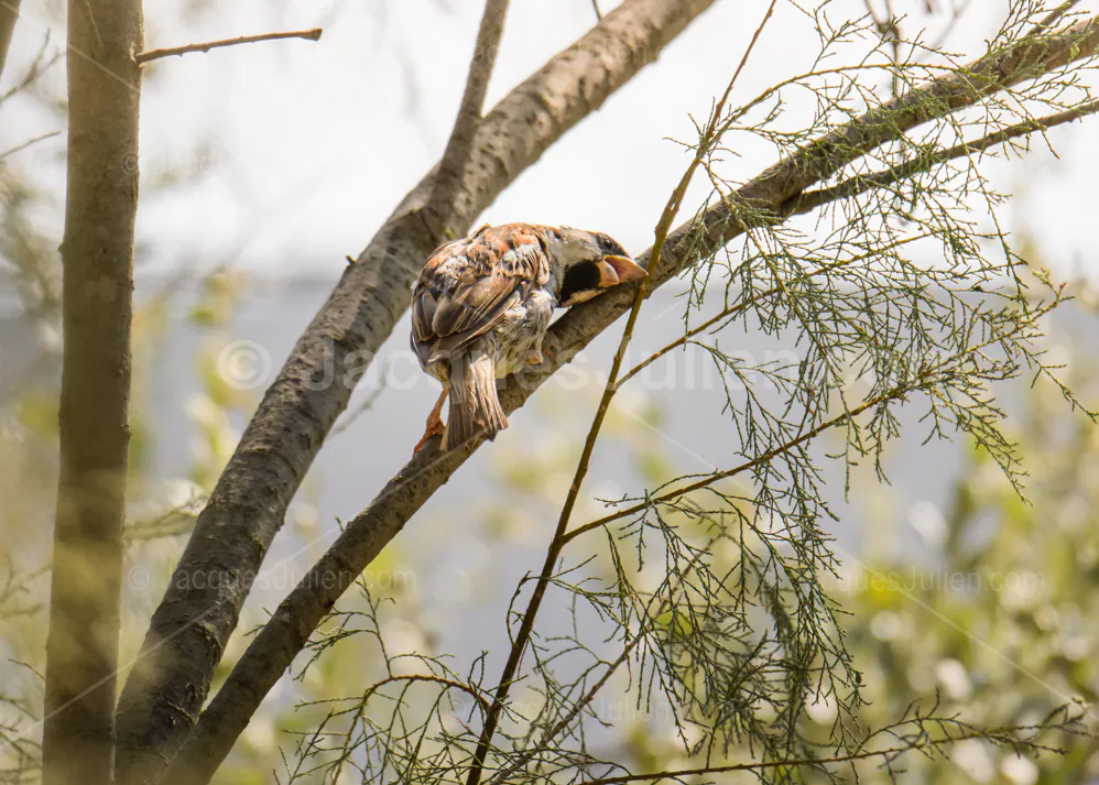 Moineau souffrant de la canicule