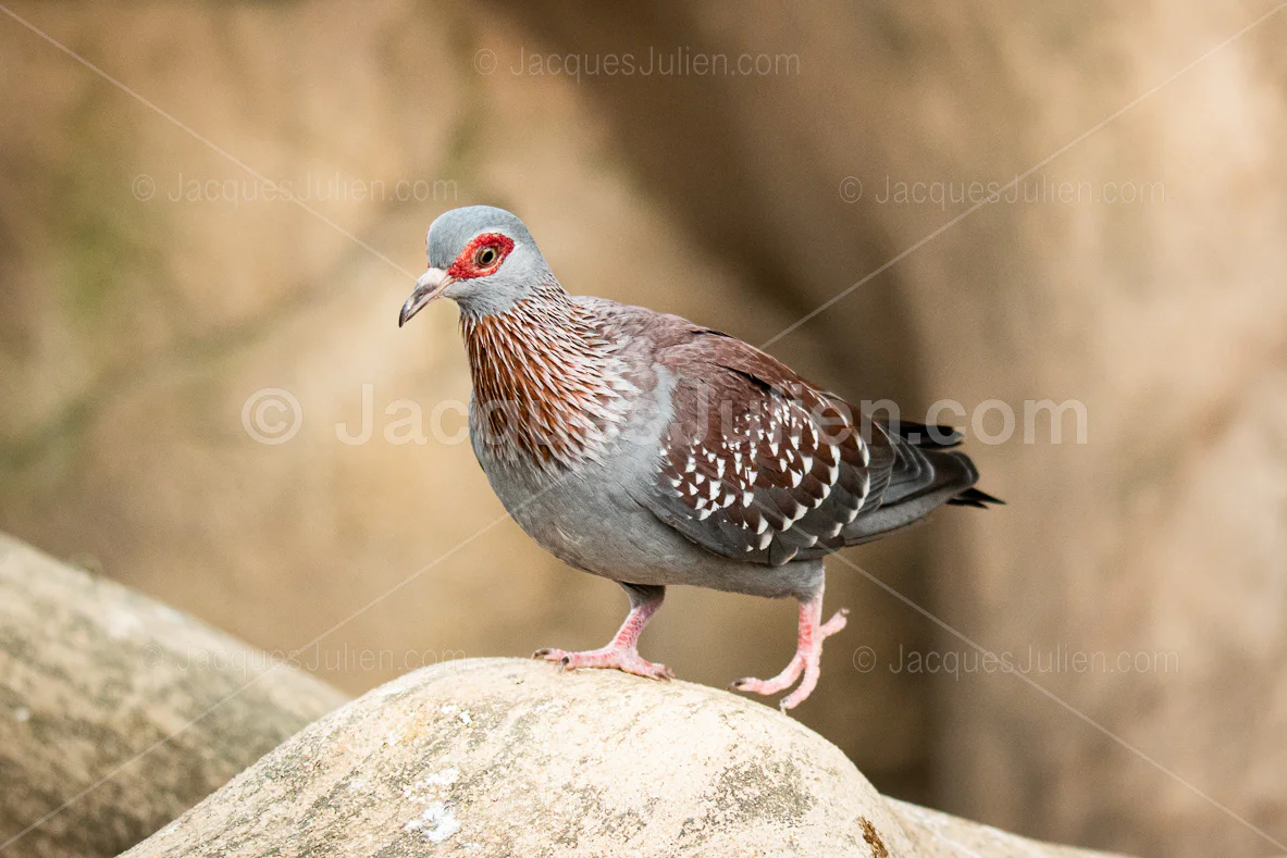 Pigeon roussard avec anneau oculaire rouge distinctif et tête gris-bleu perché sur rocher