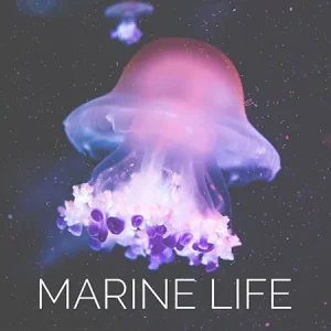 Pink and purple jellyfish floating in ocean with MARINE LIFE text - access to underwater photography collection