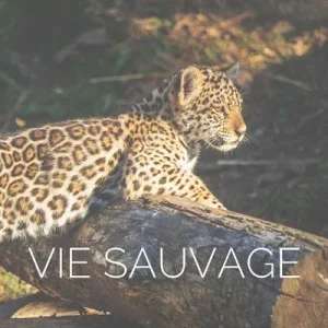 Jeune léopardeau se reposant sur une branche d'arbre, image bannière pour galerie de photographies animalières présentant des animaux sauvages dans leurs habitats naturels