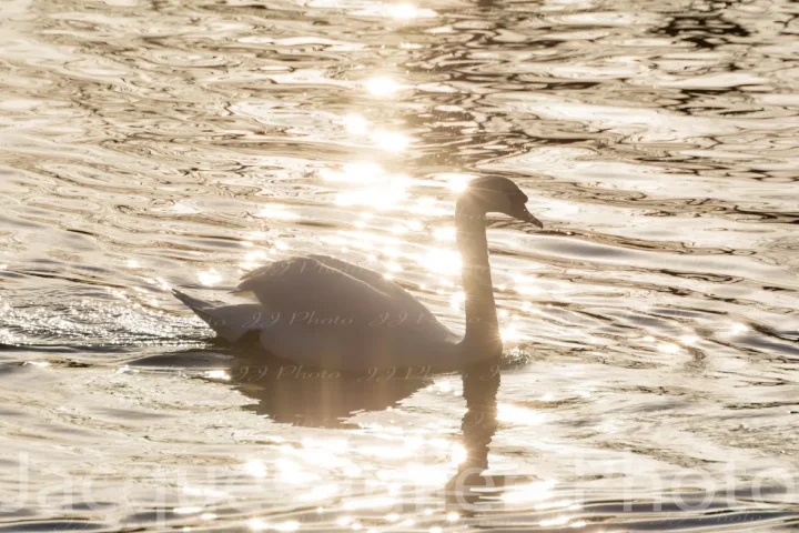 Cygne sur un lac