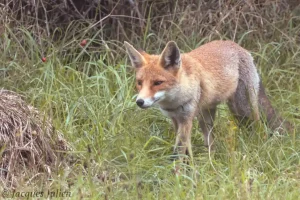 wild red fox walking on the grass